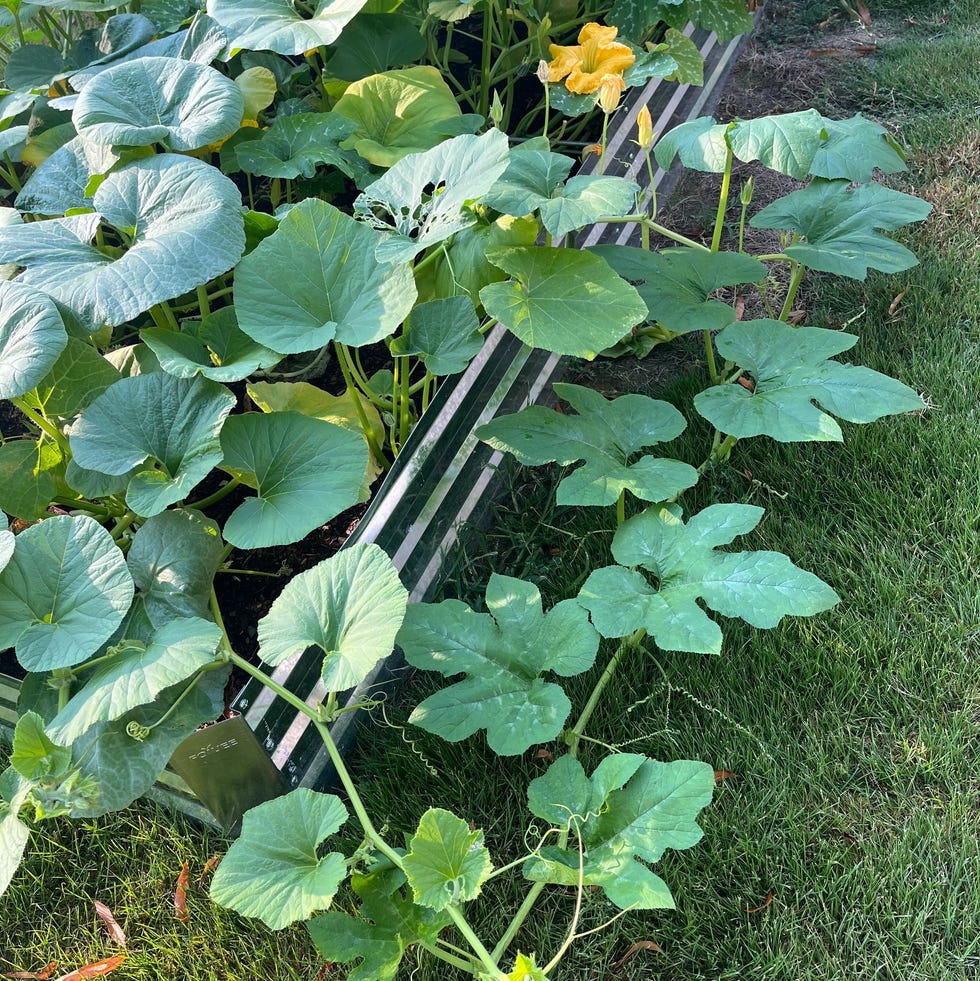 a garden bed filled with large green leaves of pumpkin plants