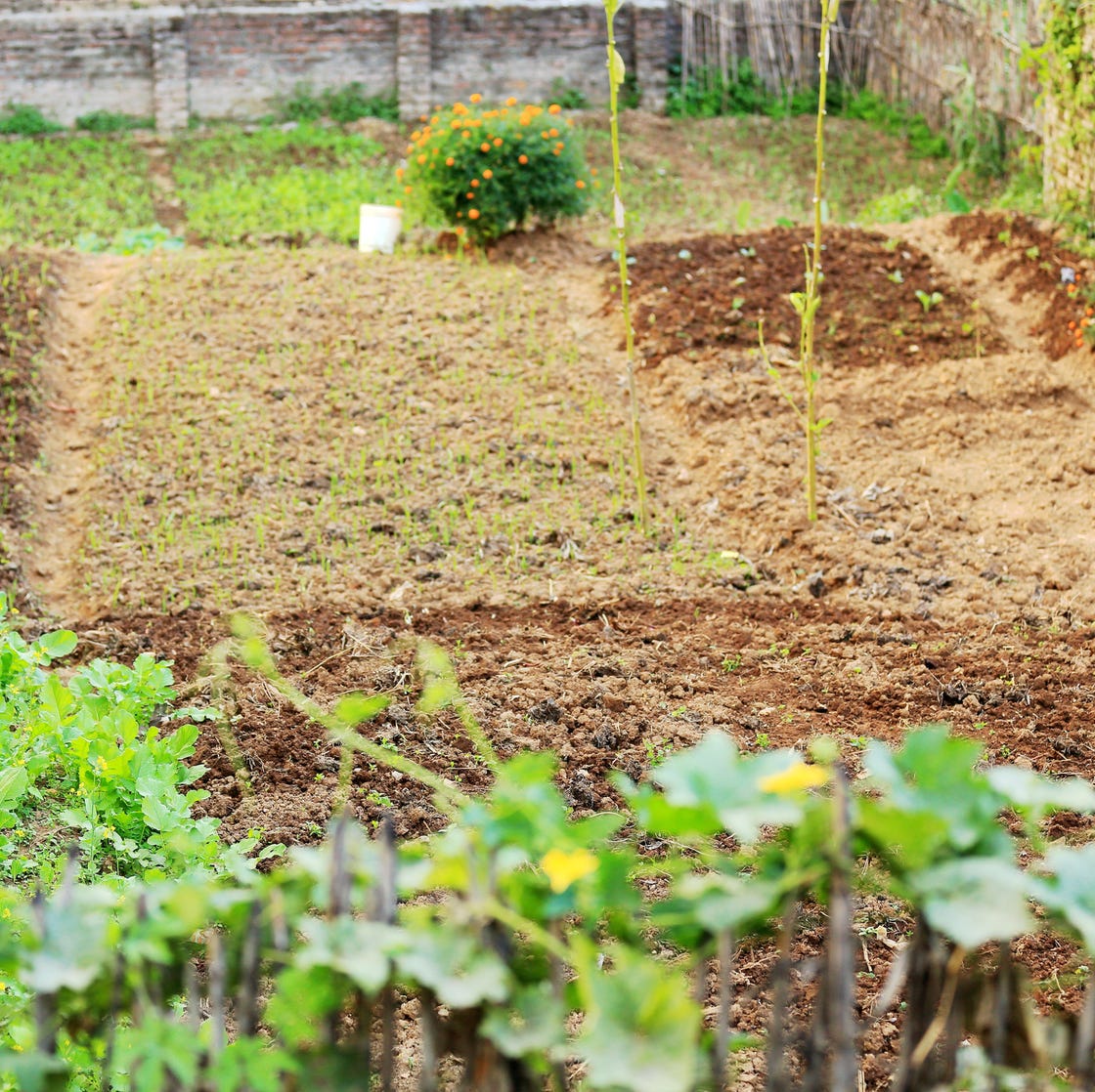 urban orchard godawari nepal 0956