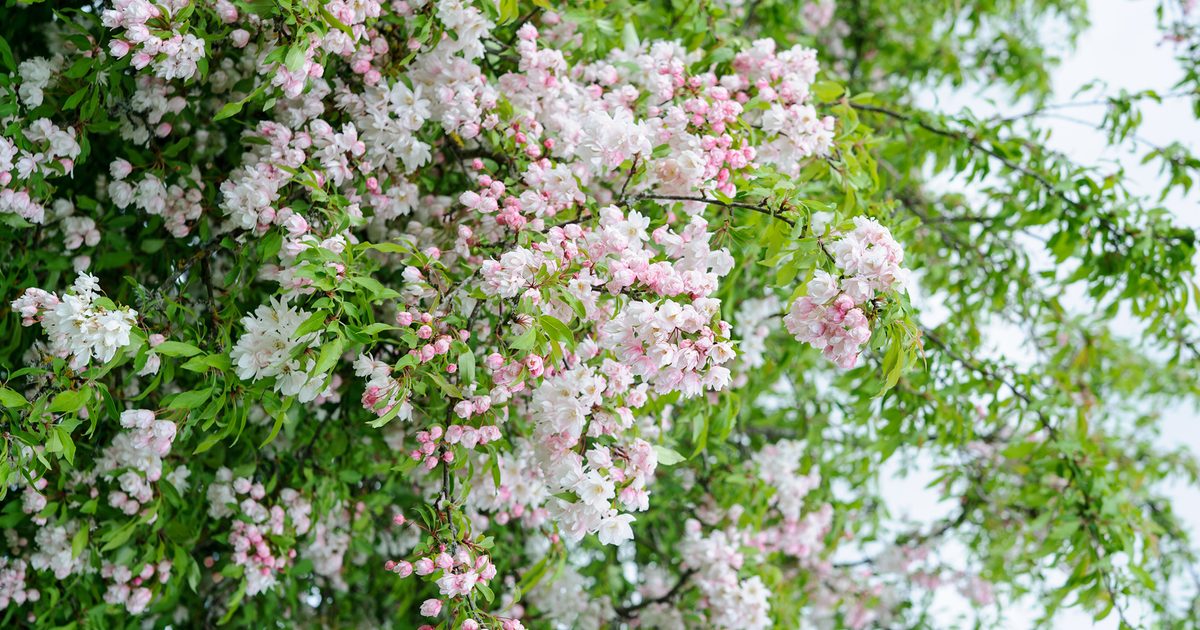 How one can Develop Crab Apples