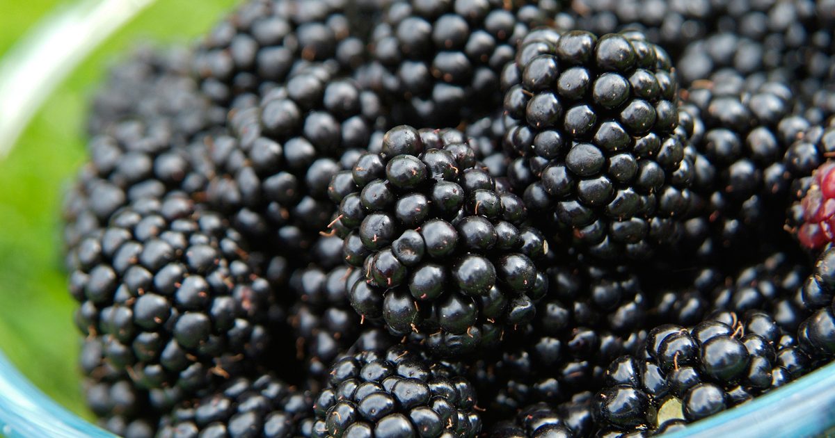 How To Develop Blackberries (in footage) – gardenersworld.com