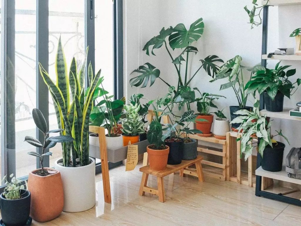 Indoor Garden