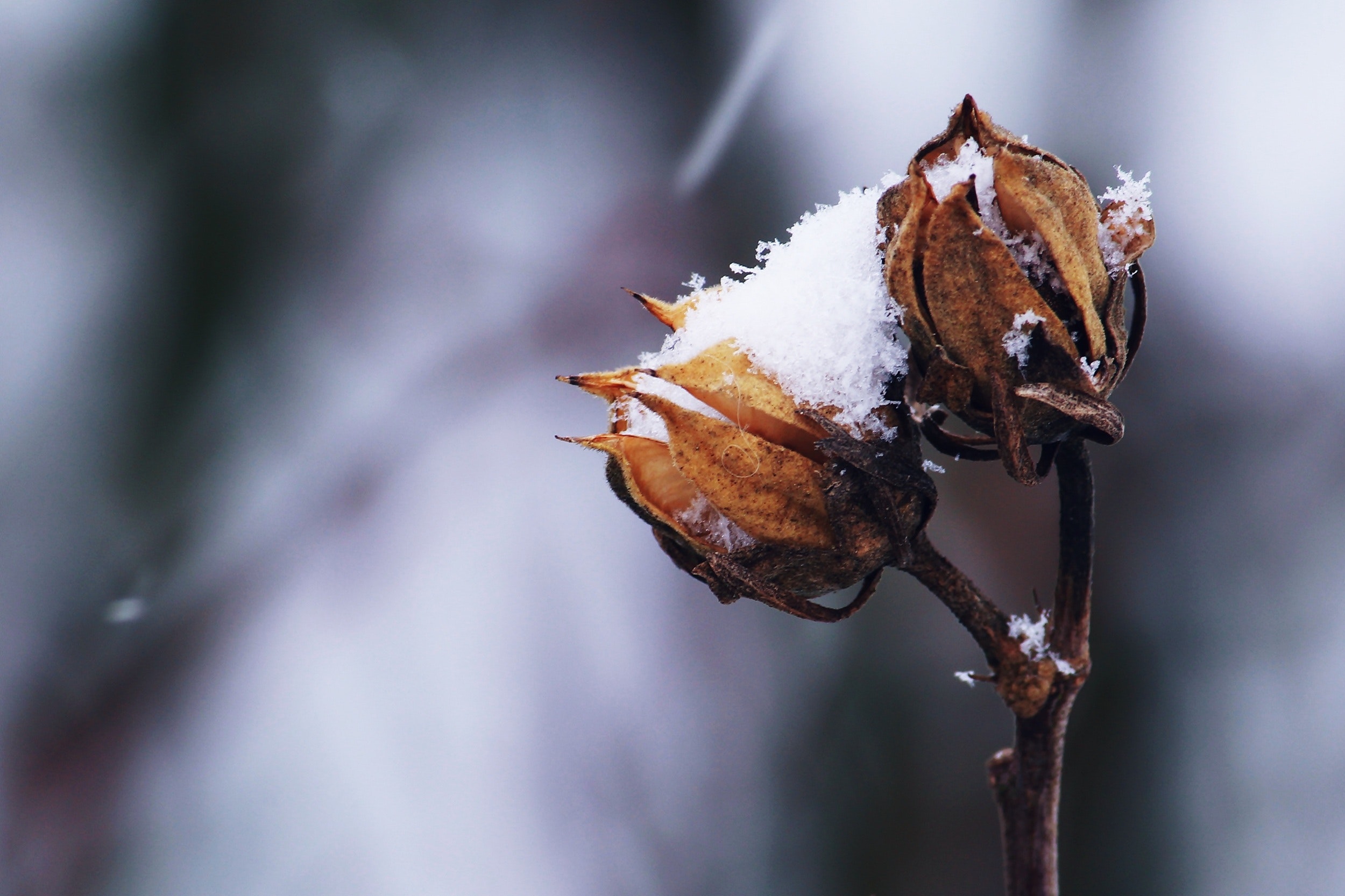 5 Methods to Get Your Yard “Restore” All through the Winter