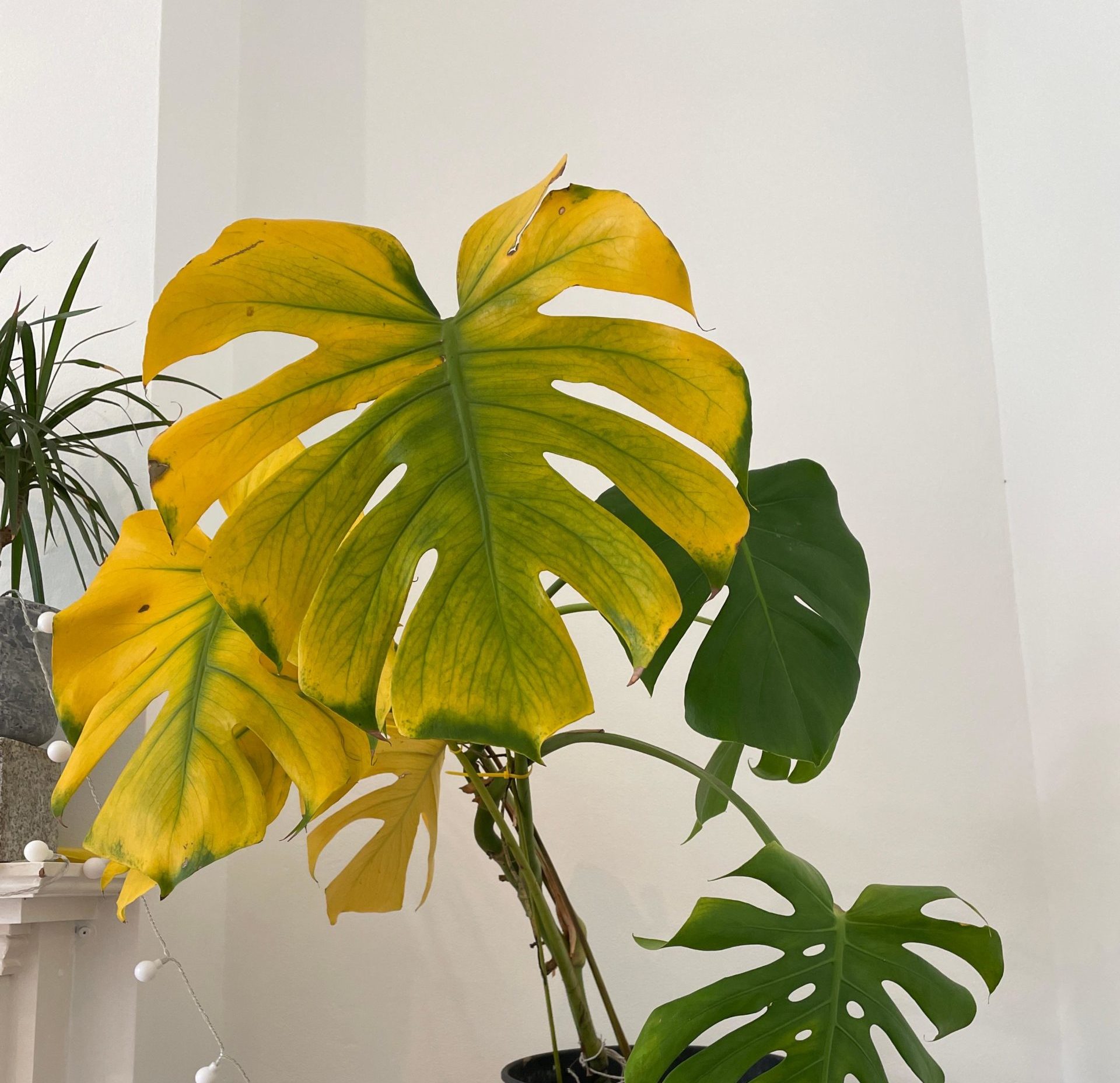 Develop-How® Tip: Why Does My Plant Have Yellow Leaves?