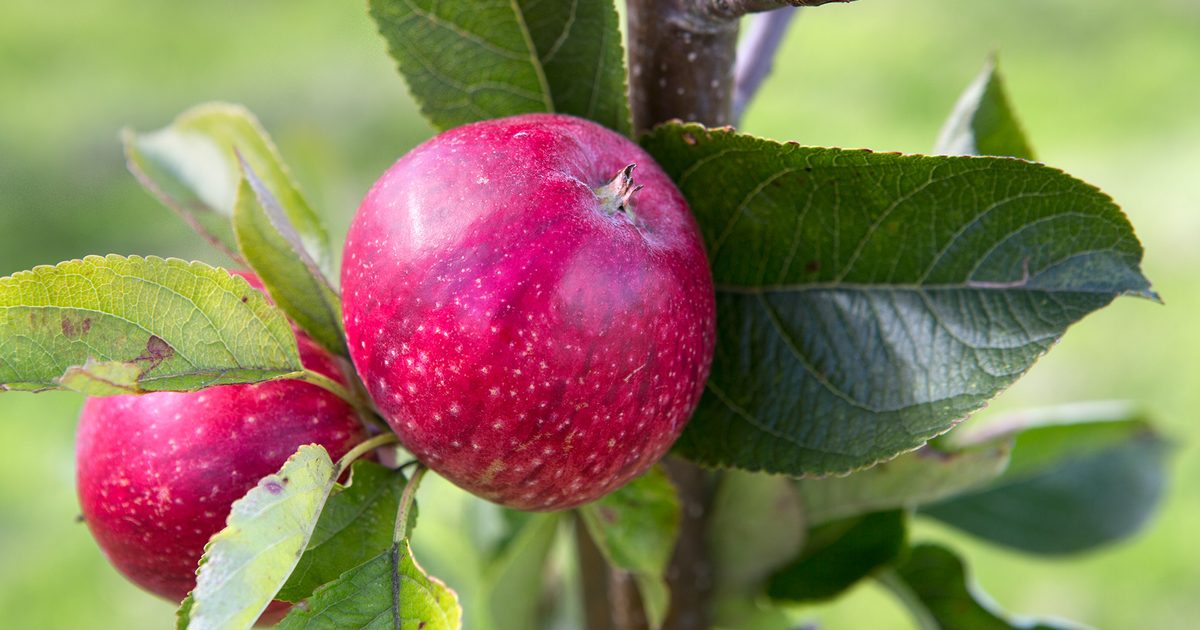 Greatest Apple Varieties to Develop