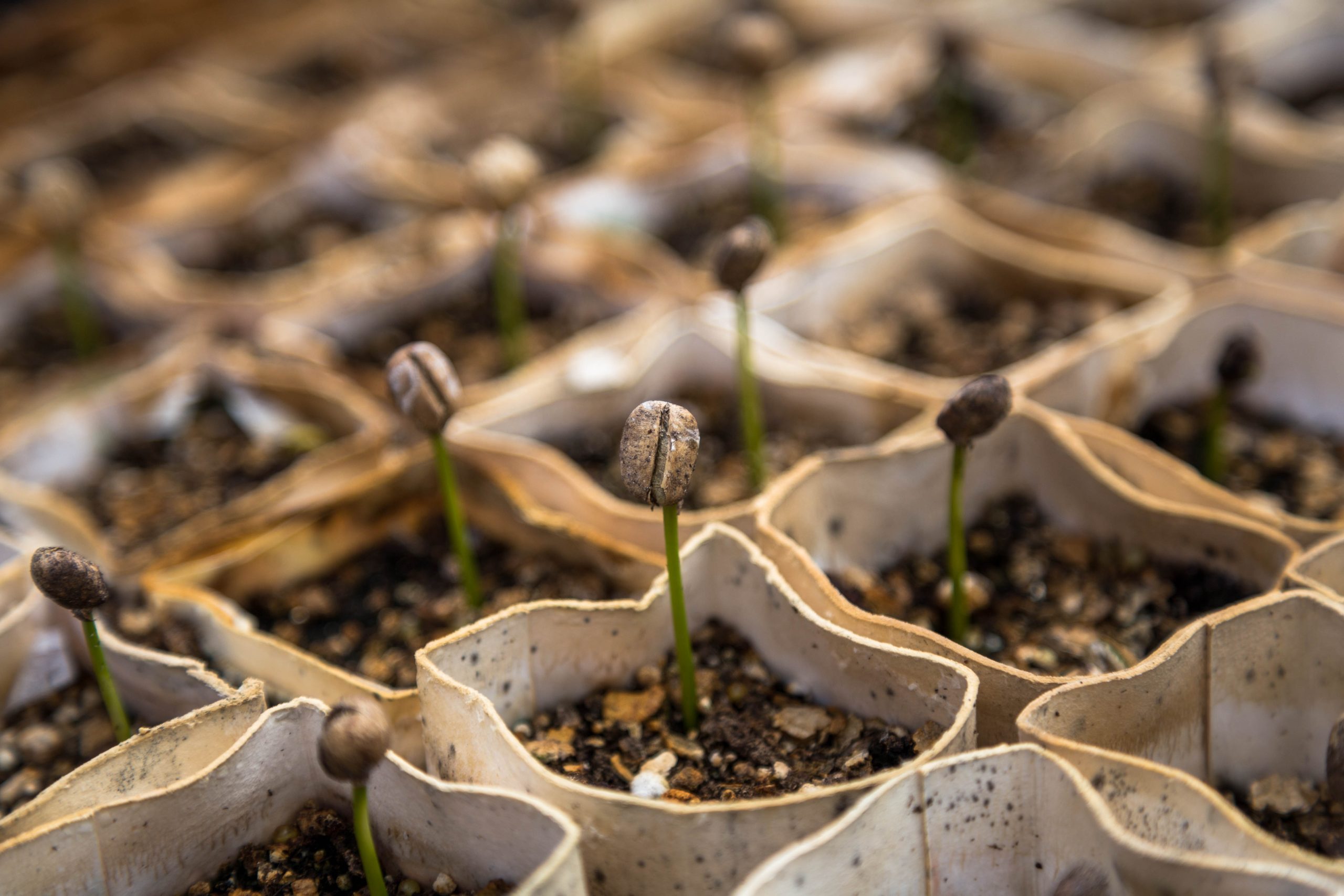 The best strategy to Wake Your Yard from Its Extended Winter Nap