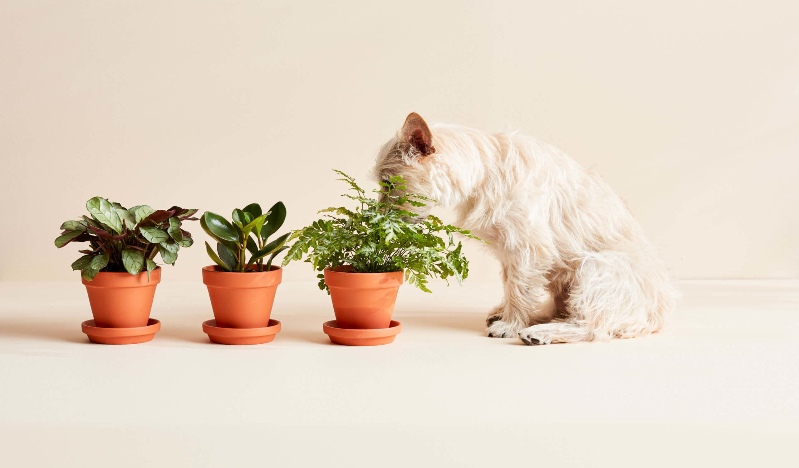 15 Pet-Good Crops Secure for Cats and Canine