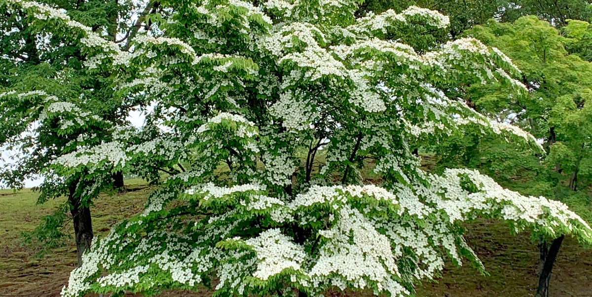 11 Kinds of Dogwood Bushes and Shrubs