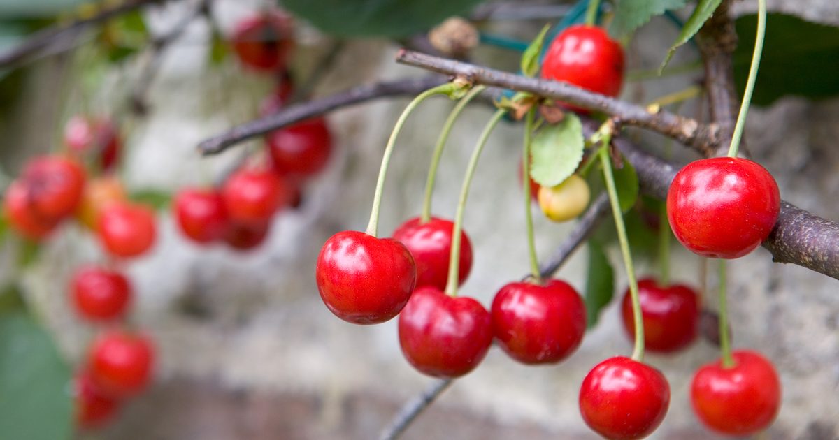 The simplest solution to Develop Cherries | BBC Gardeners World Journal