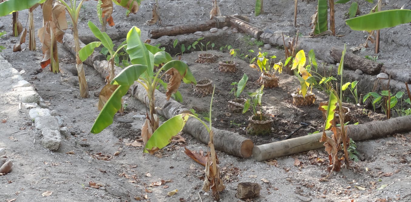 How meals gardens primarily based on customary apply can enhance successfully being contained in the Pacific