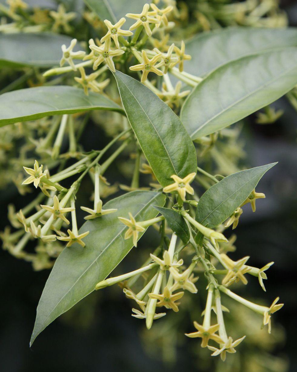 cestrum nocturnum