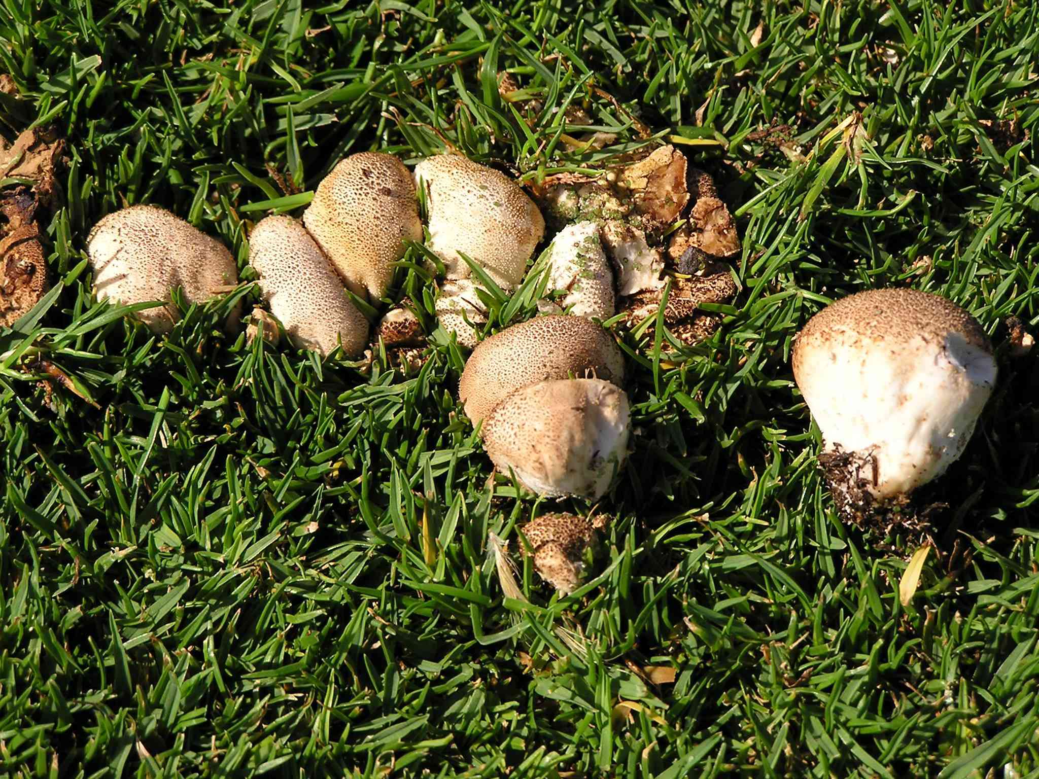 Why Mushrooms in Your Backyard Are a Good Sign, In step with a Skilled