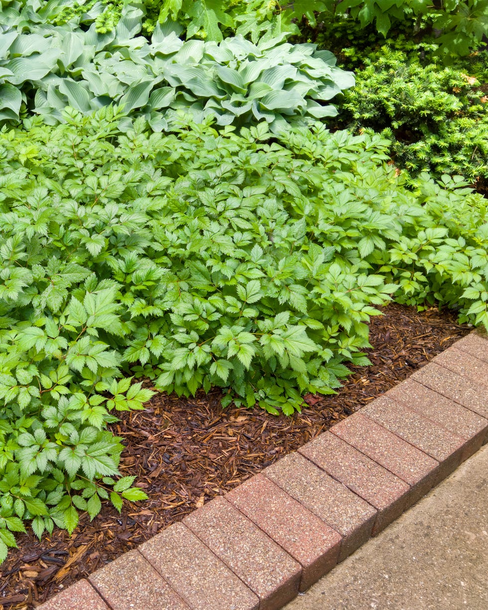 green leafy garden plants with brick border in landscape garden edging ideas