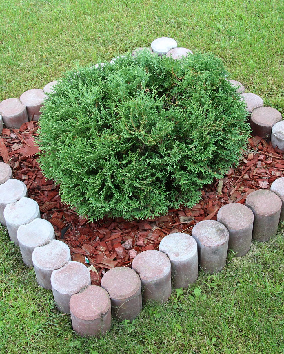 shrub landscaping in landscape edging ideas