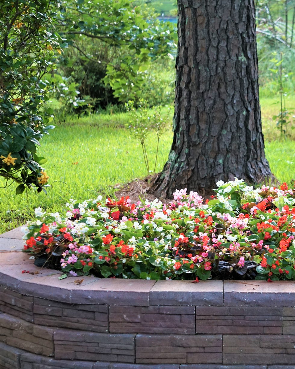 begonia flower in garden edging ideas