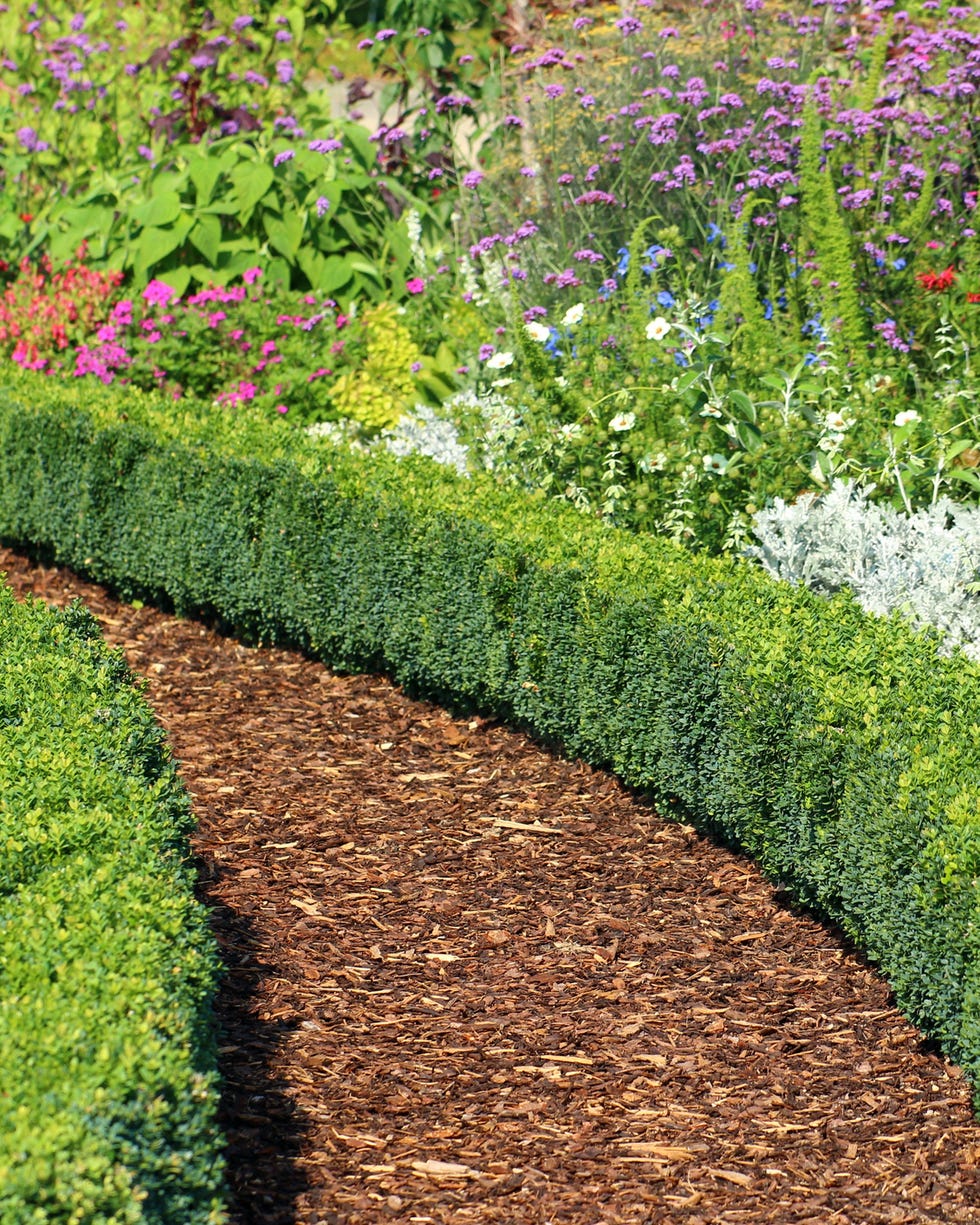 low hedge edging