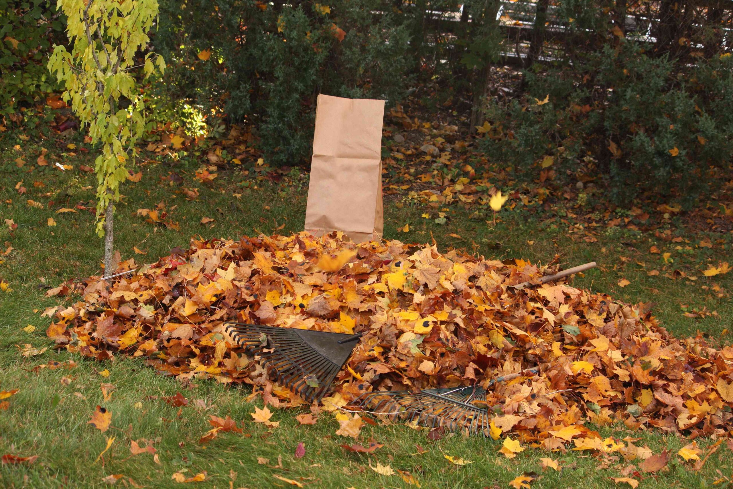 7 Recommendations That Will Make Raking Leaves Easier, Straight From Backyard Professionals