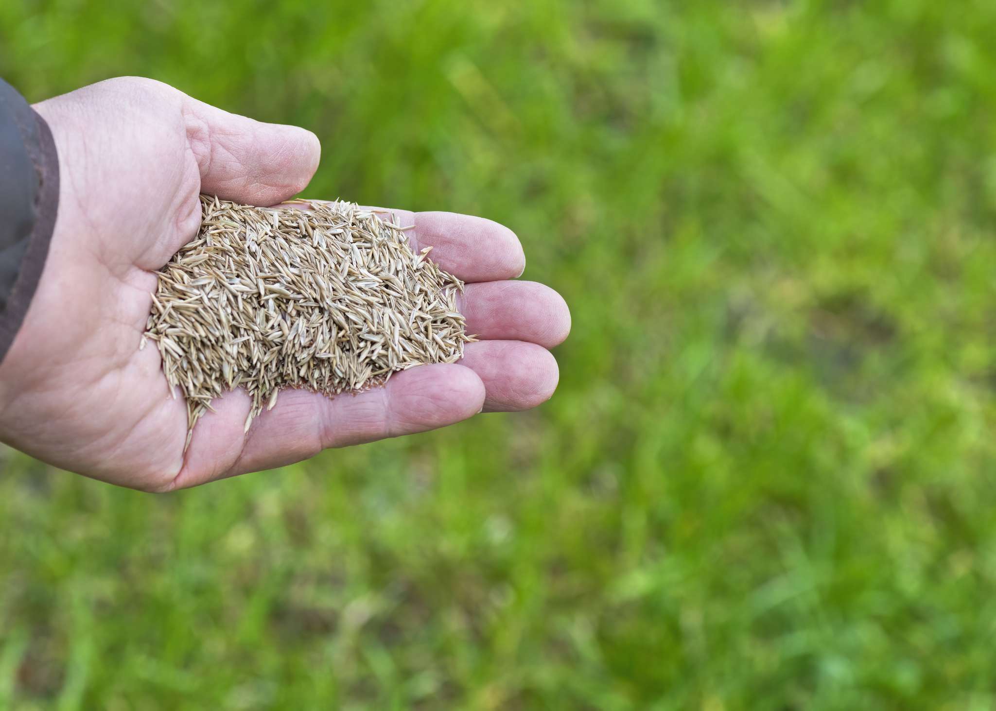 The precise method to Overseed a Backyard in 5 Steps So It’s Ready for Subsequent Season