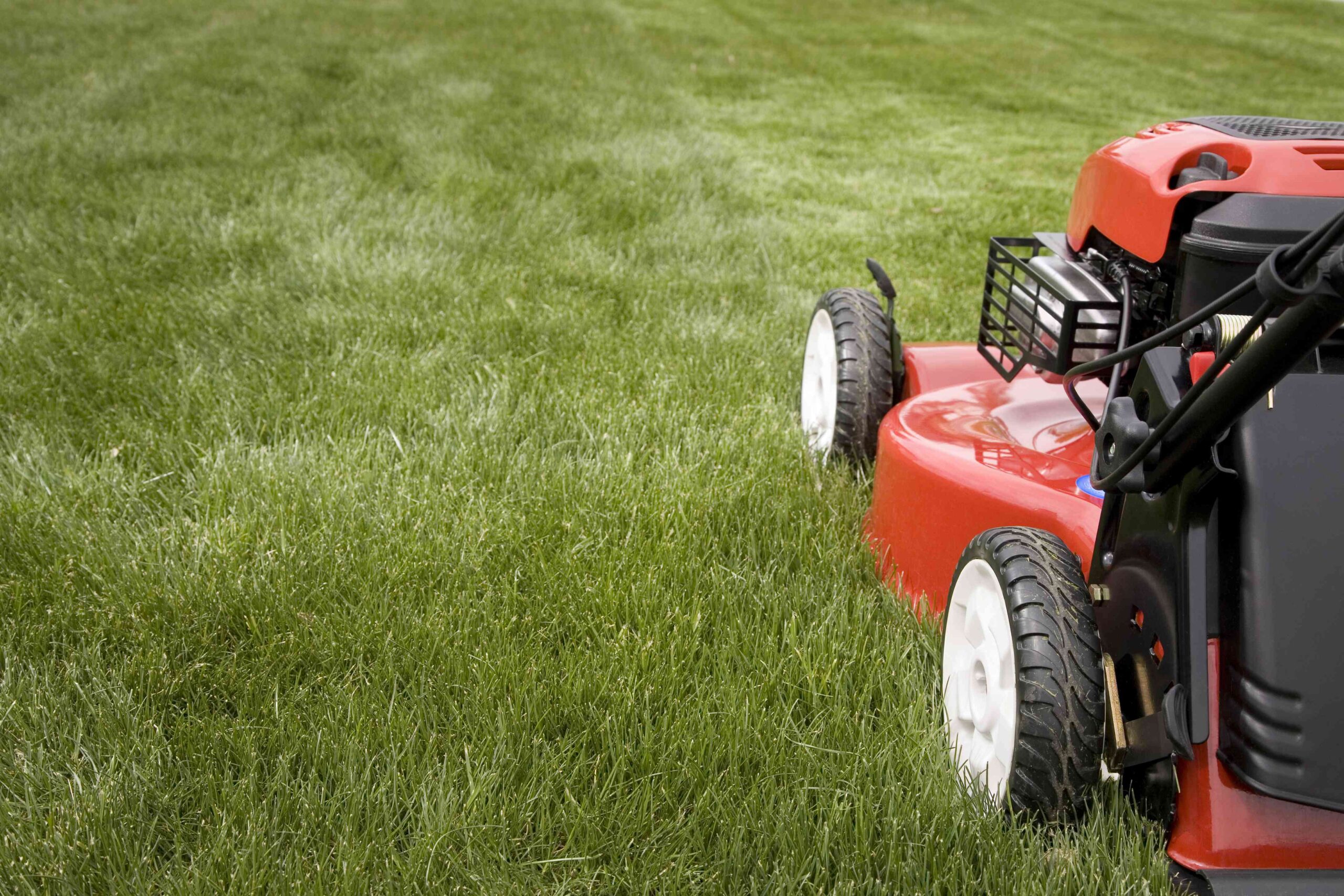 When to Stop Mowing Your Backyard in Fall, In keeping with Gardening Execs