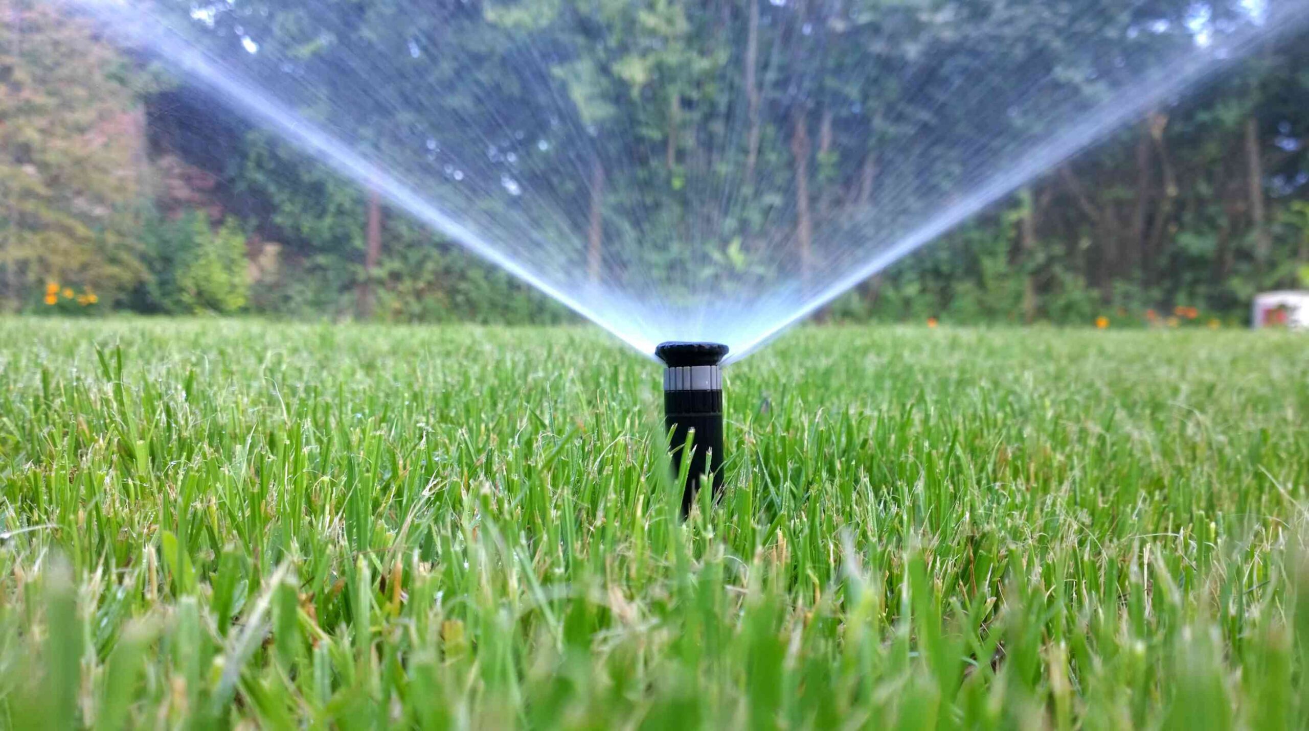 Must You Water Your Grass on a Sunny Day?