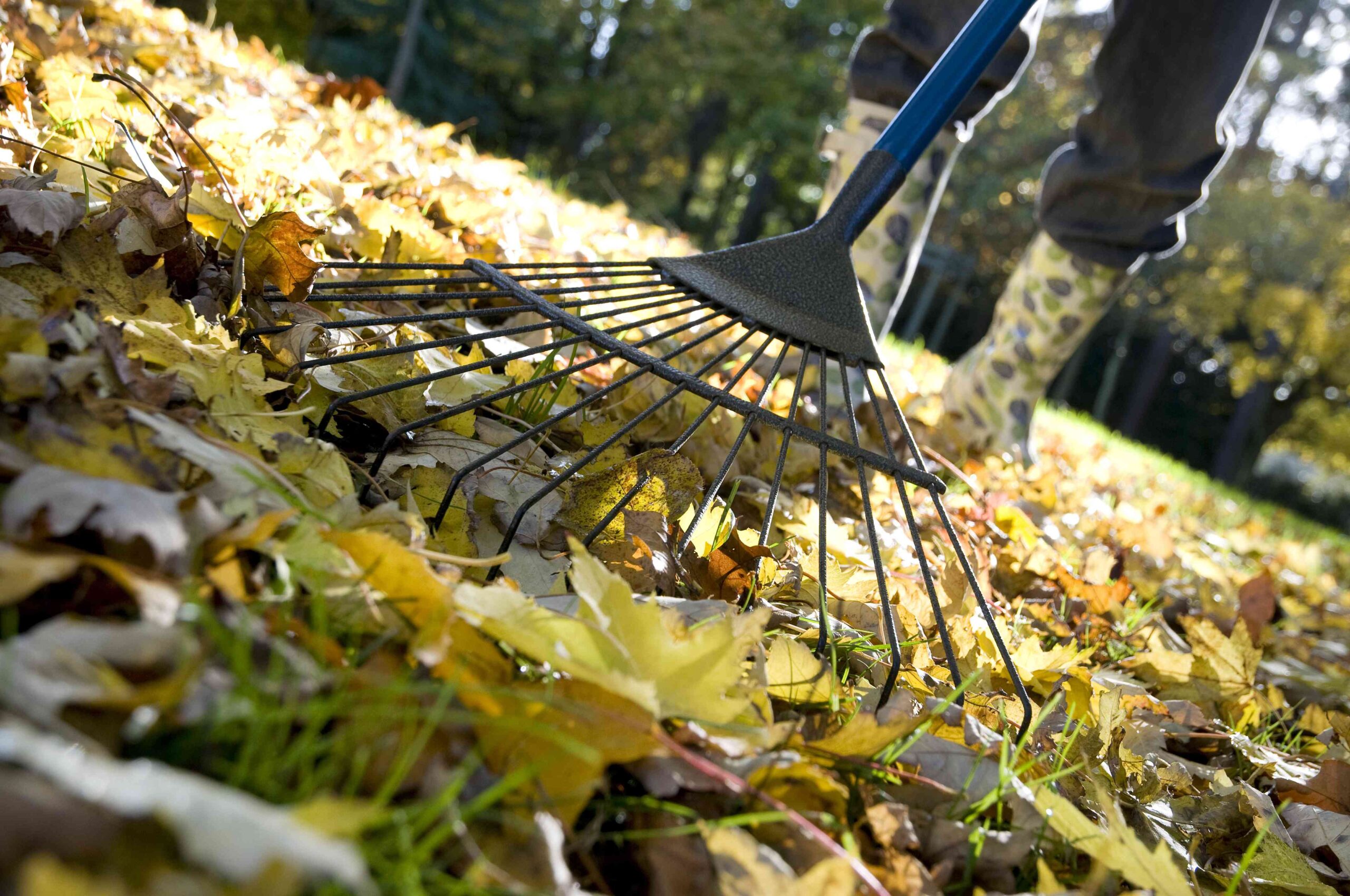 5 Causes You Should Always Rake Leaves in Fall, Professionals Say