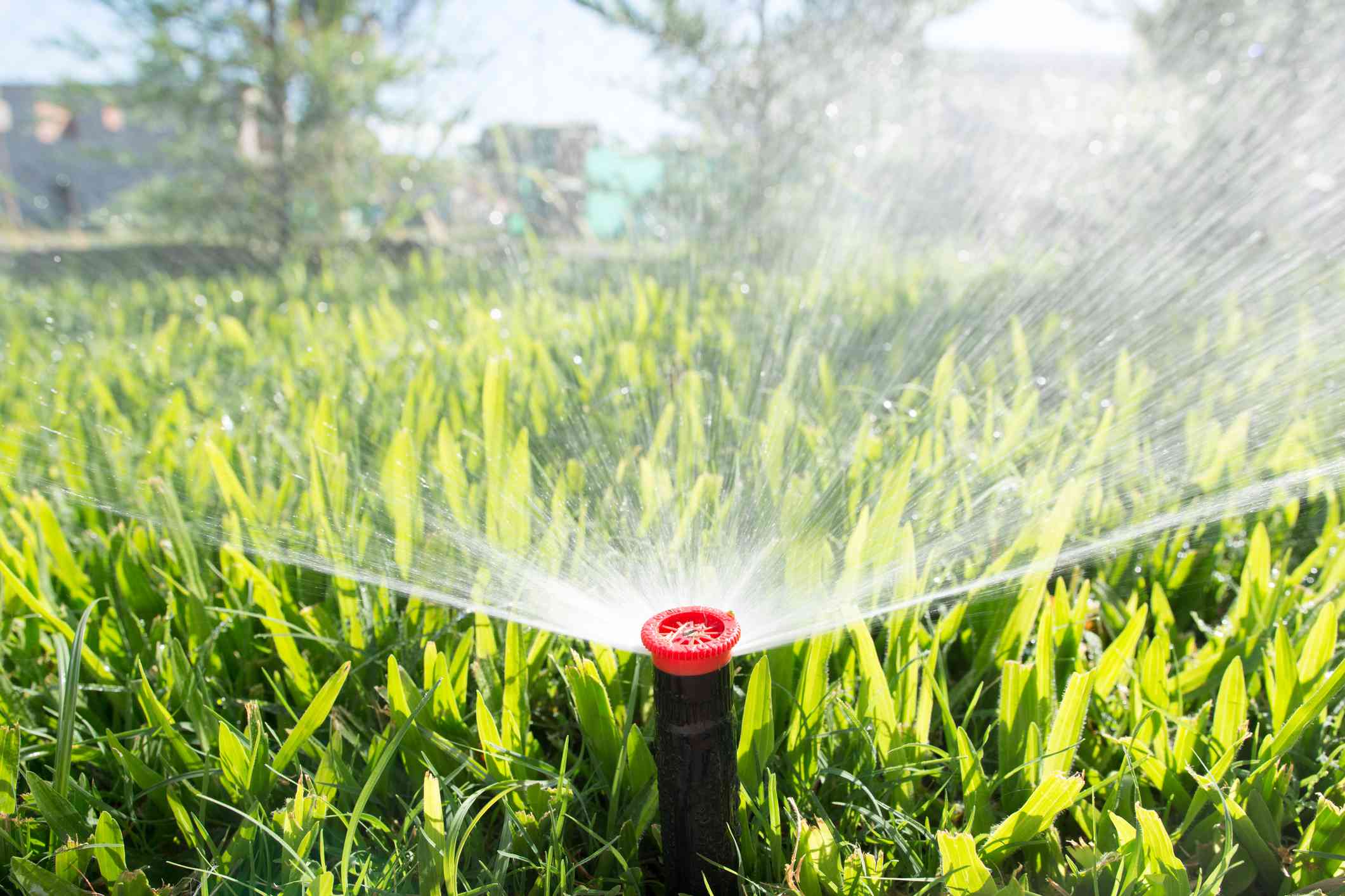 6 Indicators It’s Time to Stop Watering Your Backyard For Winter